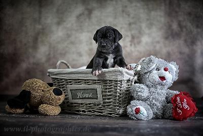 Avalon-Barney aus dem Hause Fandoro