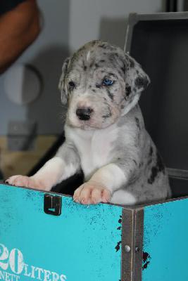 All Love aus dem Hause Fandoro