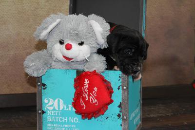 Alishia aus dem Hause Fandoro