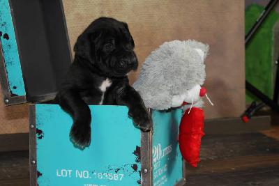 Avinija aus dem Hause Fandoro