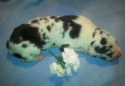 U-Zeuss Von Schlesien