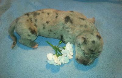 U-Karl Gustav Von Schlesien