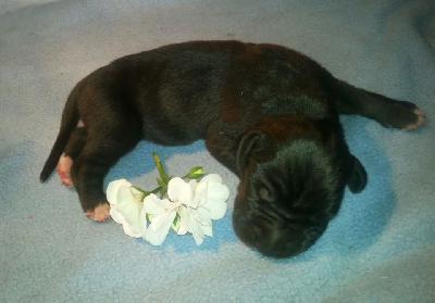 U-Gatti Von Schlesien