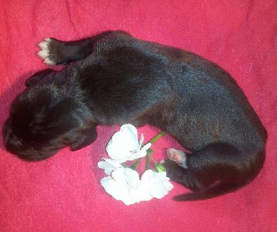 U-Josefina Von Schlesien