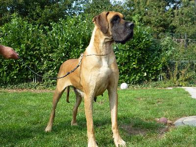 Queen of Roses von der Ofneth�hle