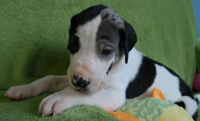 Caspar vom Ysenburger Bergland