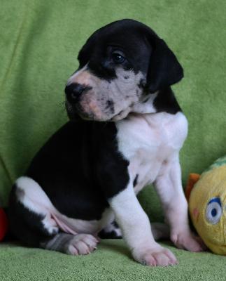 Curt vom Ysenburger Bergland