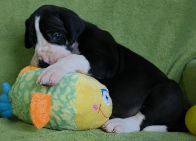 Carl-Herrmann vom Ysenburger Bergland