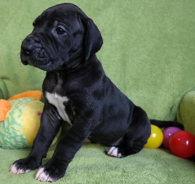 Carlotta vom Ysenburger Bergland