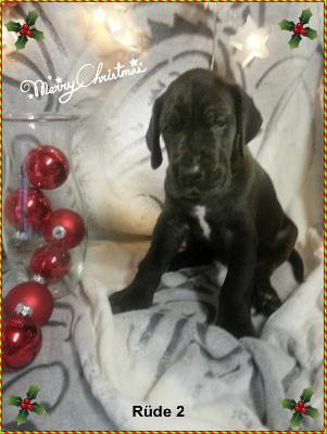 Zarek Von Blue Ground