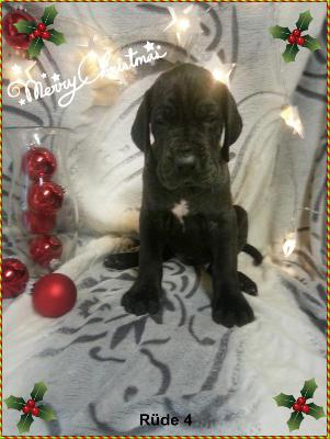 Zucchero Von Blue Ground