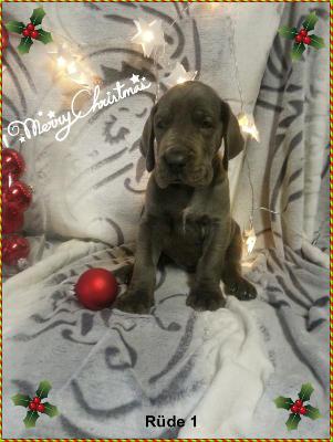 Zarkoff Von Blue Ground