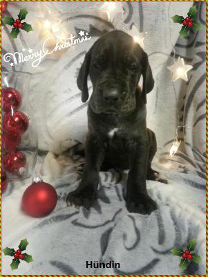 Zara Von Blue Ground