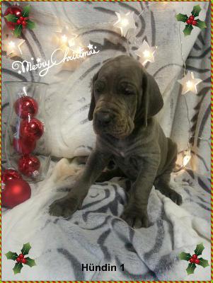 Zaphira Von Blue Ground