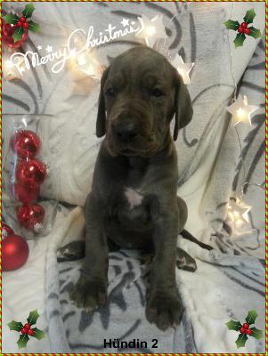 Zucchini Von Blue Ground