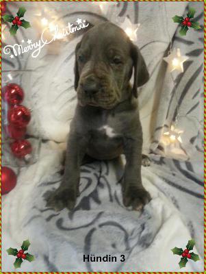 Zalona Von Blue Ground