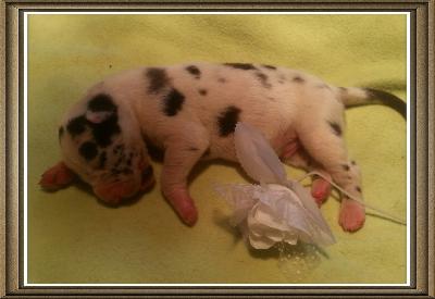 Valter Von Schlesien