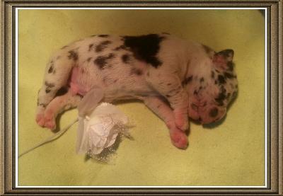 Viktor Von Schlesien