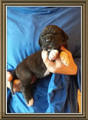 V-Applejack Von Schlesien