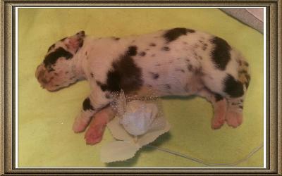 Vision of Dreams Von Schlesien