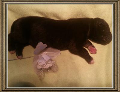 Violetta Von Schlesien