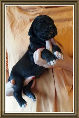 Violetta Von Schlesien