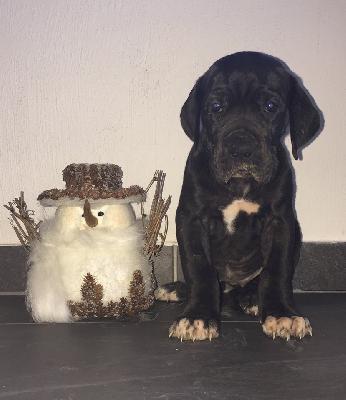 Violetta Von Schlesien