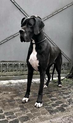 Viktoria Von Schlesien