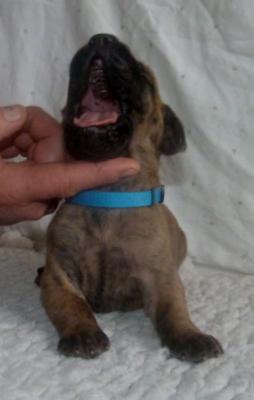 HORE2014102601 von der Wolfshhle