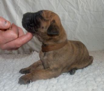 Oh-Mann-Fred von der Wolfshhle