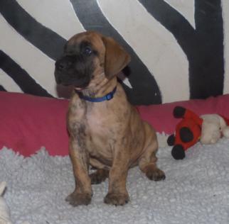 �mar von der Wolfsh�hle