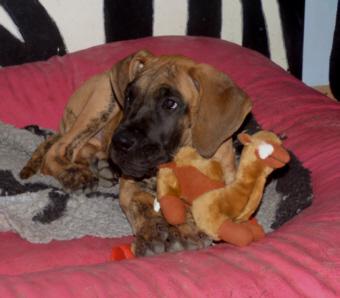 mar von der Wolfshhle