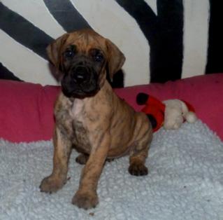 Oskar von der Wolfsh�hle