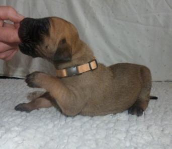 Orka von der Wolfsh�hle