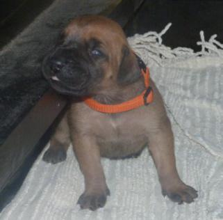 Olga von der Wolfshhle