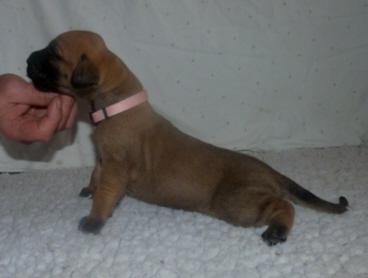 Ohlala von der Wolfshhle