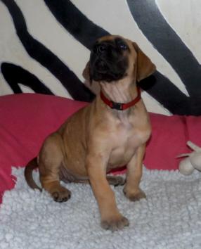 Oreo von der Wolfsh�hle