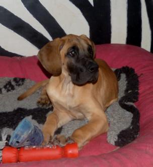 Oreo von der Wolfsh�hle