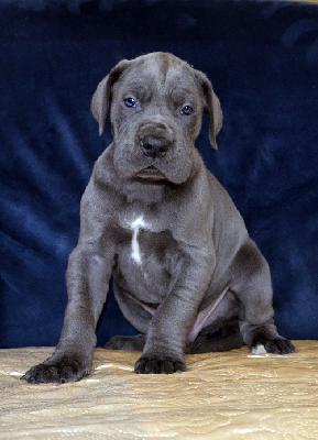 Unhold Vom Hause Wagner