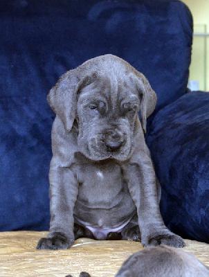 Urknall Vom Hause Wagner