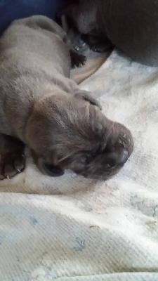 Uiuiui Vom Hause Wagner