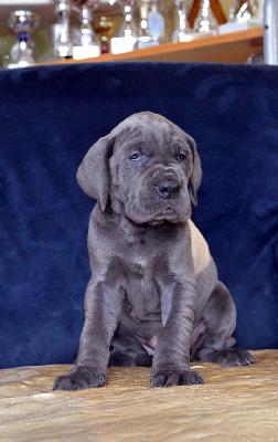 Unbeschreibliche Vom Hause Wagner