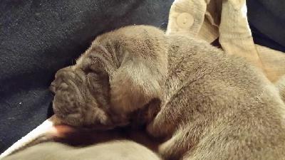 Ulknudel Vom Hause Wagner