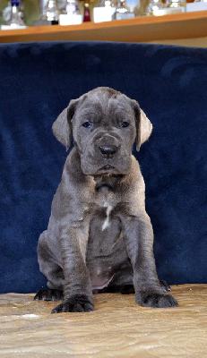 Ulknudel Vom Hause Wagner