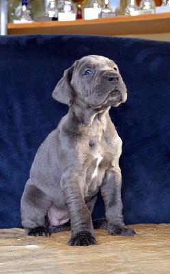 Ulknudel Vom Hause Wagner