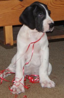 Aristotelis vom Elfenbaum