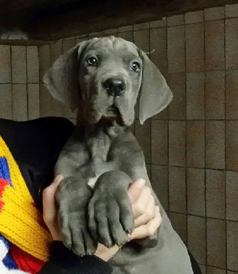 Vestor Vom Hause Wagner