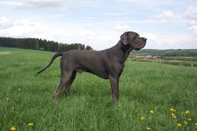 EDiego von Tir Na Nogh