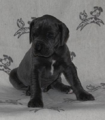 Balou von Alt-Sternberg