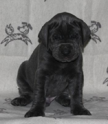 Bexter von Alt-Sternberg